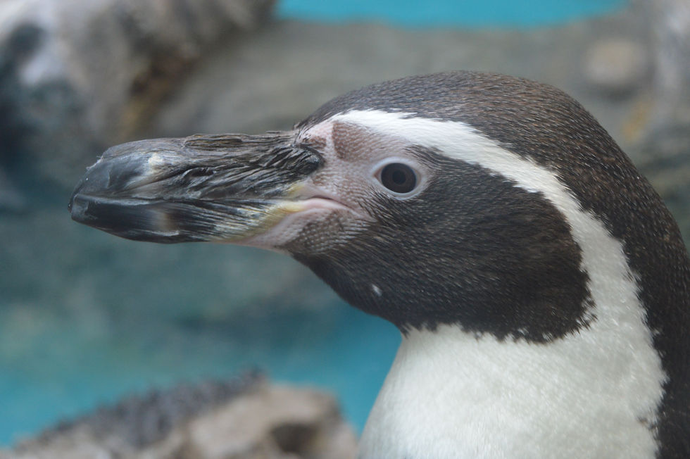 Humboldt Penguin