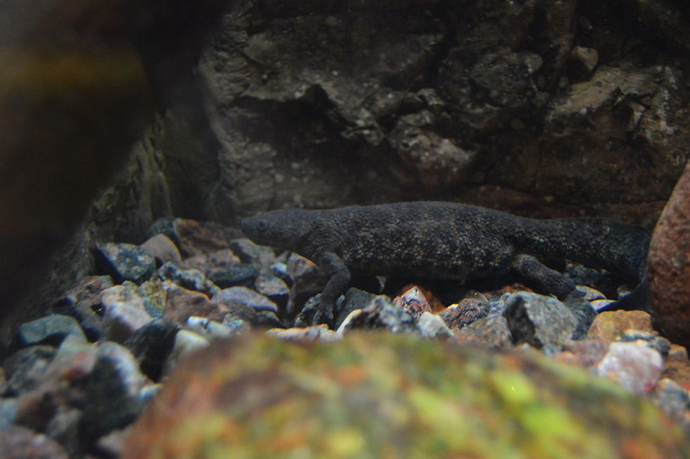 Iberian/Sharp-Ribbed Newt