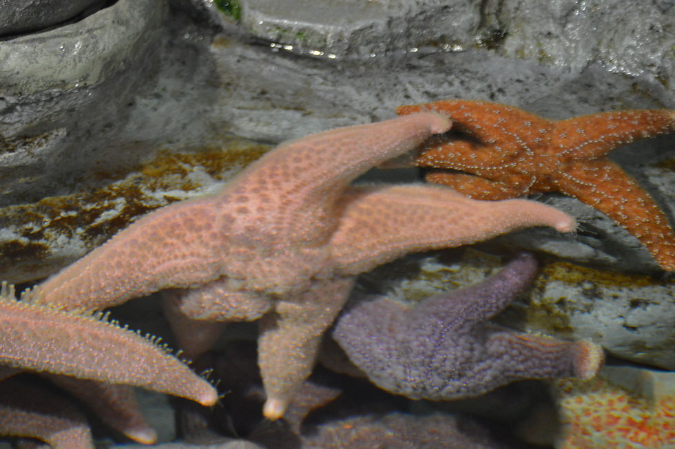 Giant Pink Sea Star