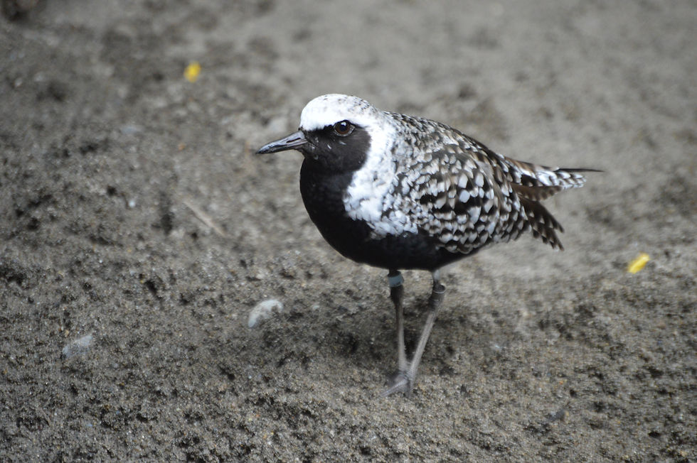 Black-Bellied Plover