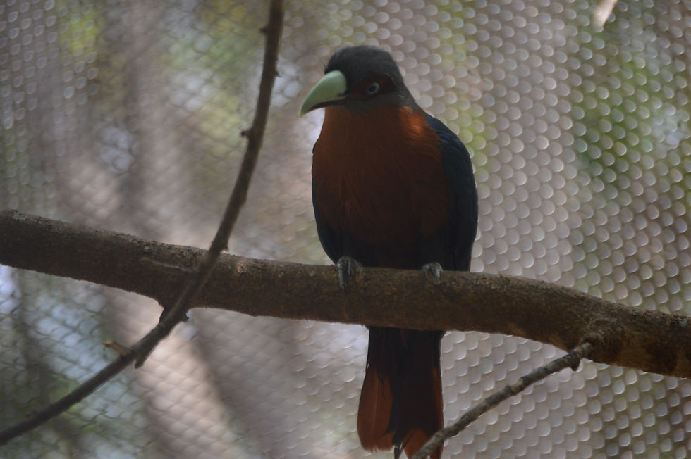 Chestnut-Breasted Malkhoa