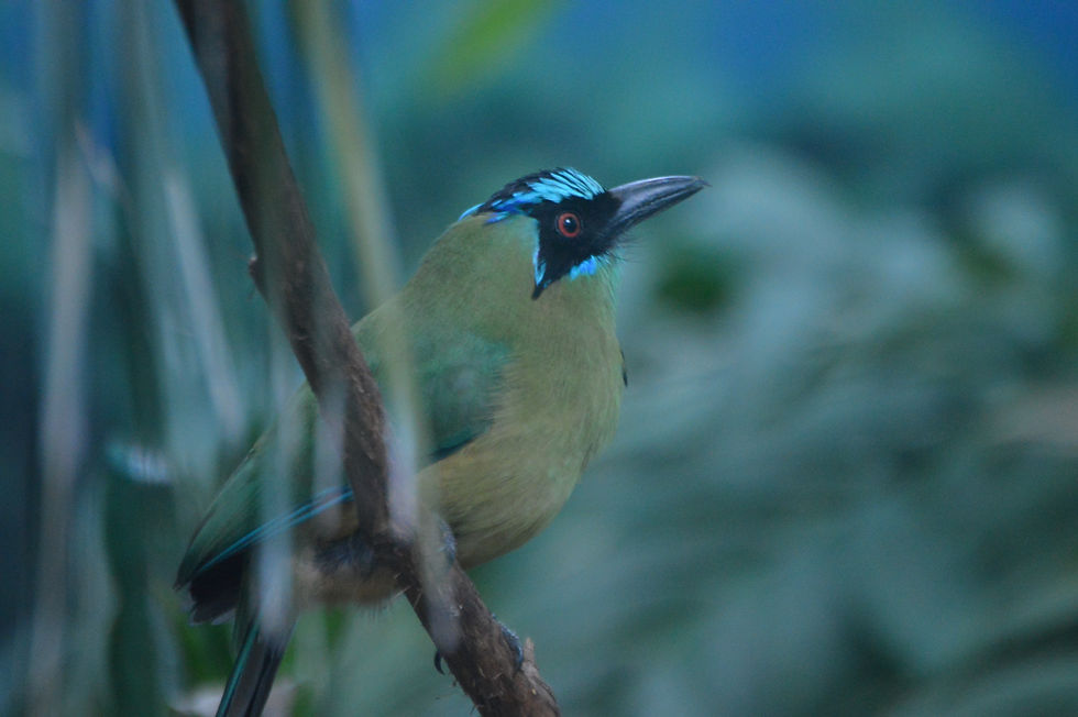 Blue-Crowned Motmot