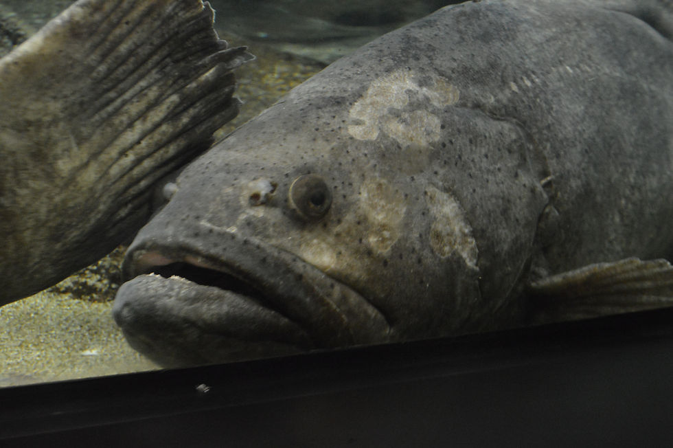 Atlantic Goliath Grouper