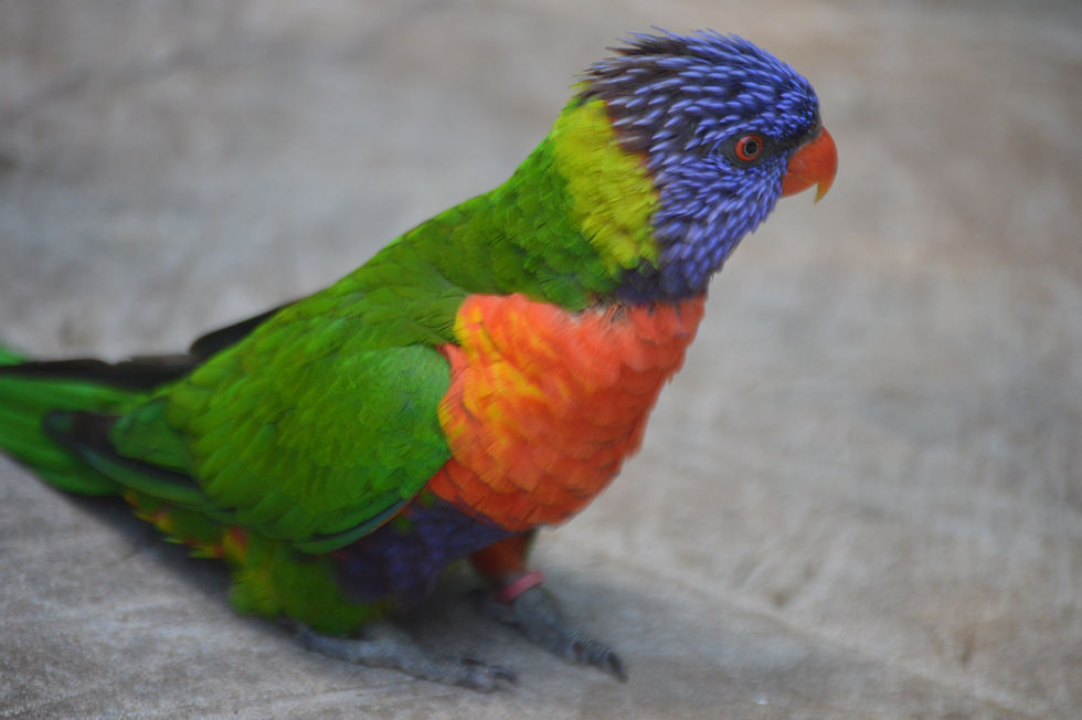 Australian Rainbow Lorikeet