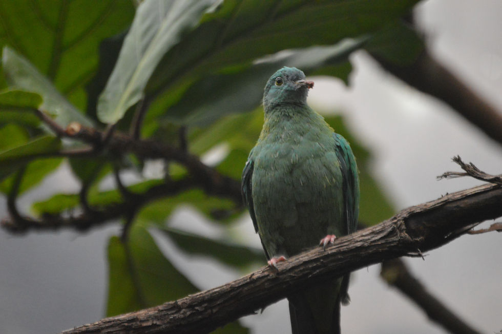 Black-Naped Fruit Dove