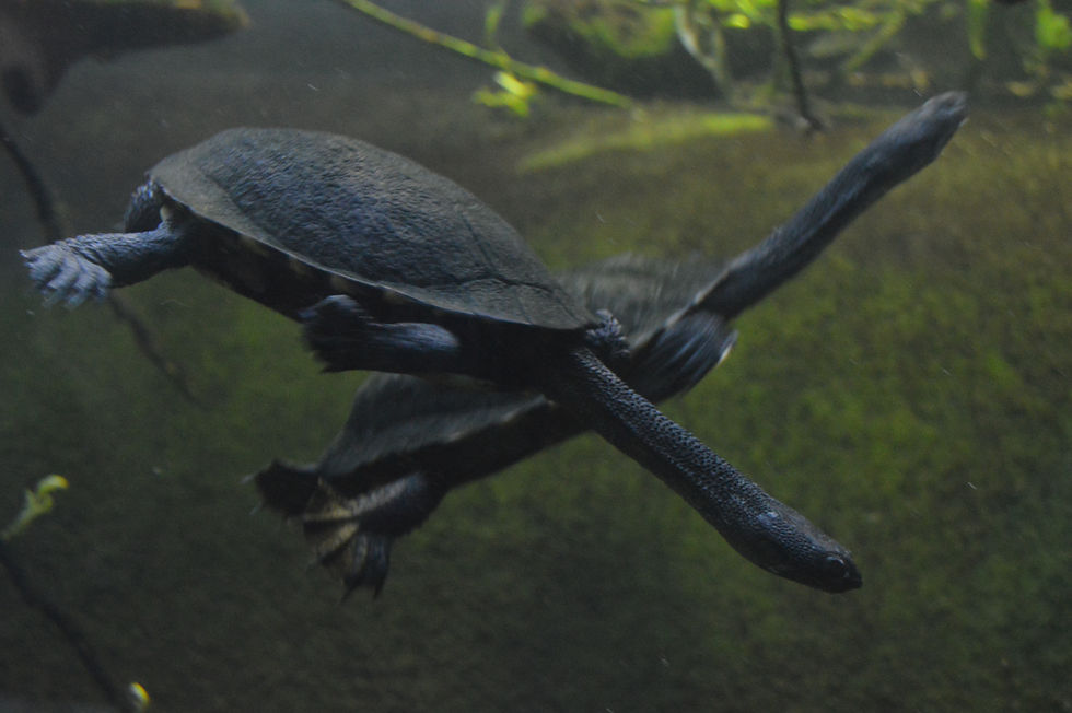 Australian Snake-Necked Turtle