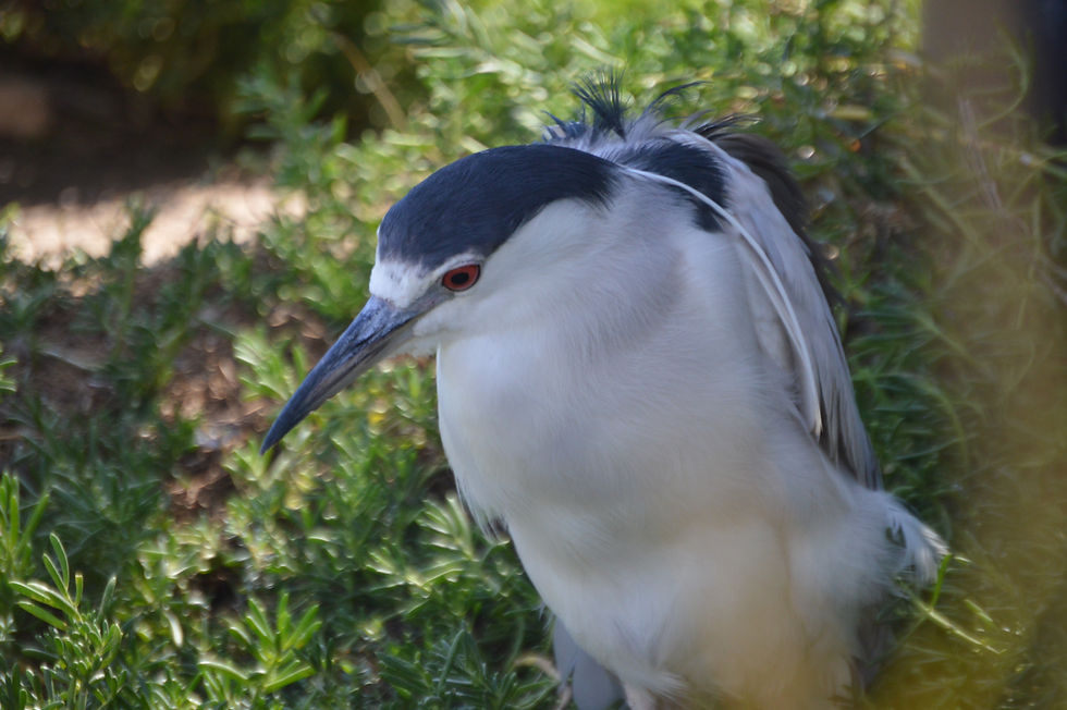 Black-Crowned Night Heron