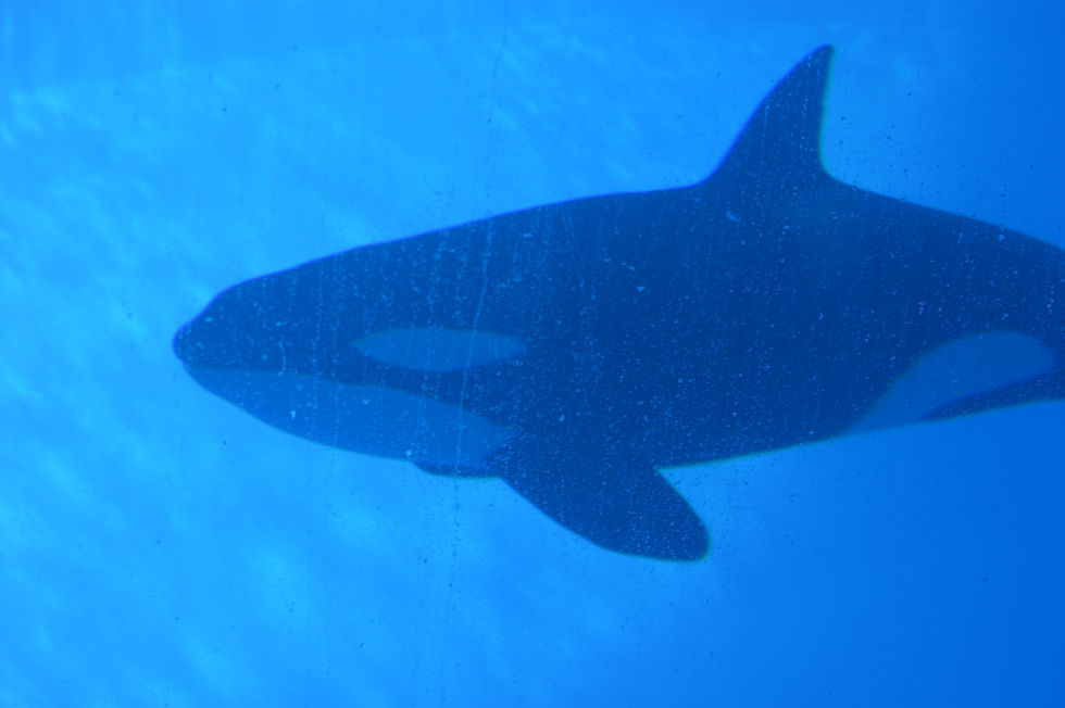 Killer Whale/Orca