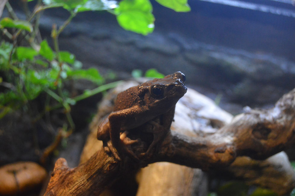 Asian Yellow-Spotted Climbing Toad