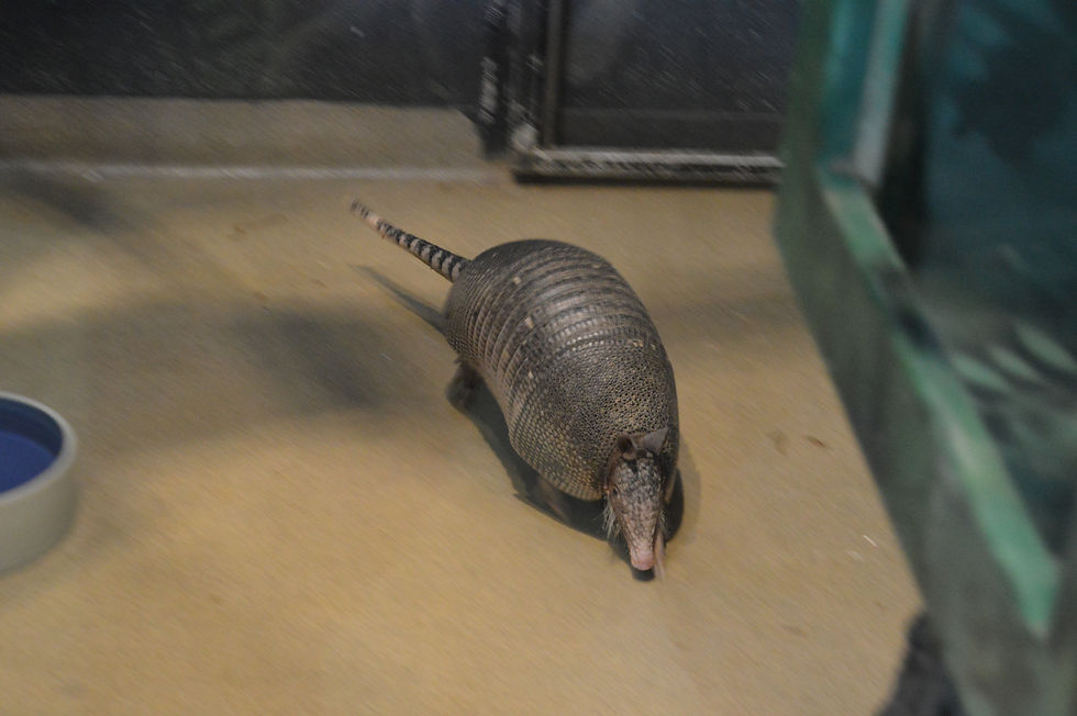 Nine-Banded Armadillo