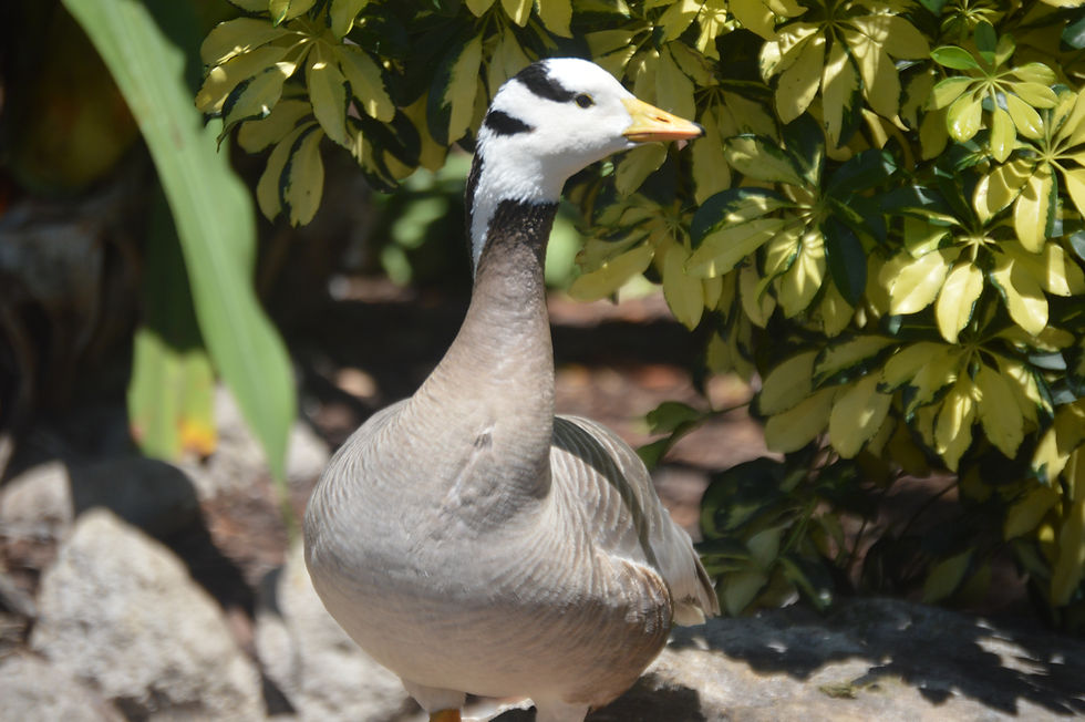 Bar-Headed Goose