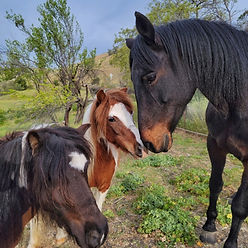 Resized_20220317_085336_edited_edited.jpeg