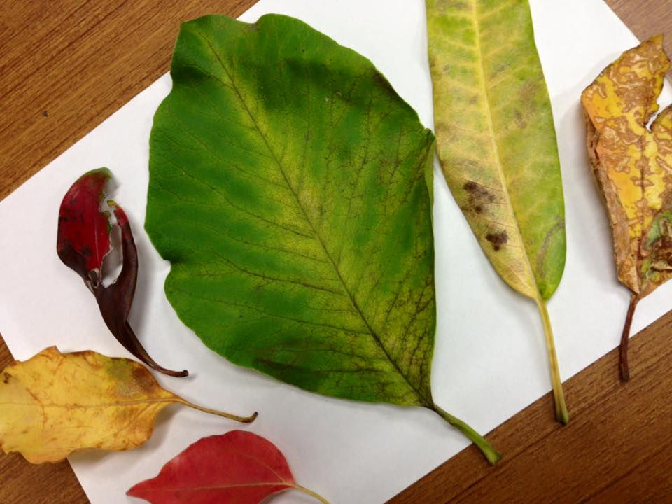 11996917_884199254989965_7596080365454260817_n