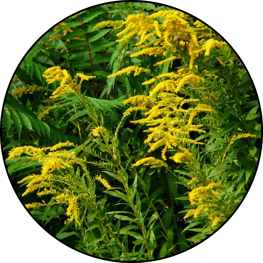 Sličica: Divja zeliščna tinktura Kanadska zlata rozga