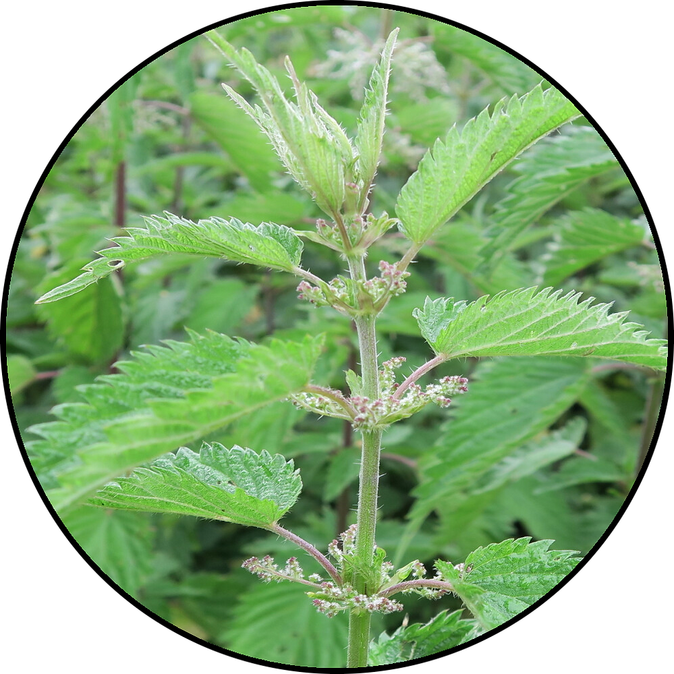 Sličica: Tinktura velika kopriva (Urtica dioica) – naravna podpora vitalnosti in splošnemu dobremu počutju
