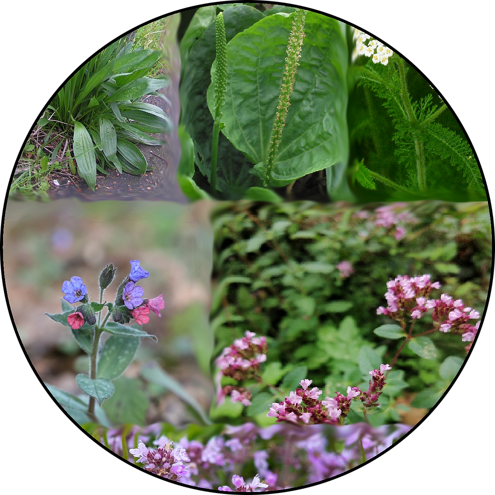 Sličica: Zeliščne kapljice Varuh dihal