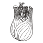 Fennel