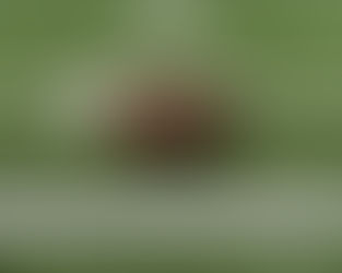 HOW TO COPE AFTER A TOUGH LOSS