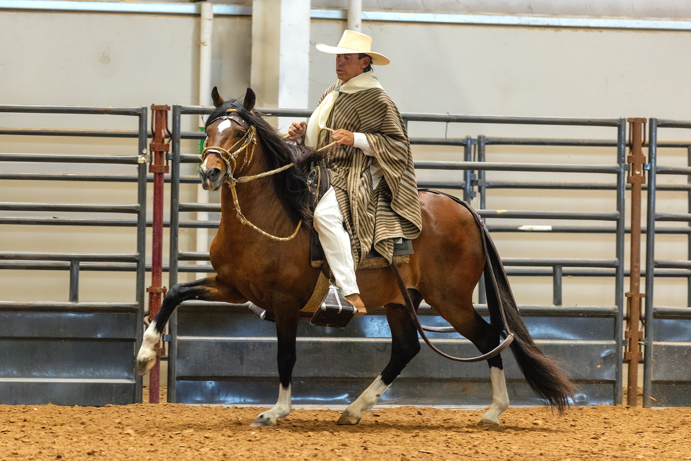 B.R. Preferido, a Reserve Champion Peruvian Horse stallion at Barcelona R Ranch