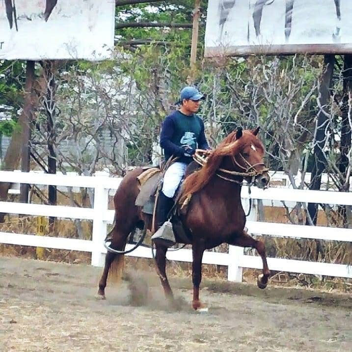 Peruvian Horse trainer Luis Vigo Saucedo