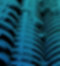 HAC_Website_Powered by ecosteryl_bg.png