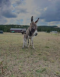 IMG_6477.jpg