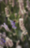 A bumble bee on a lavender plant