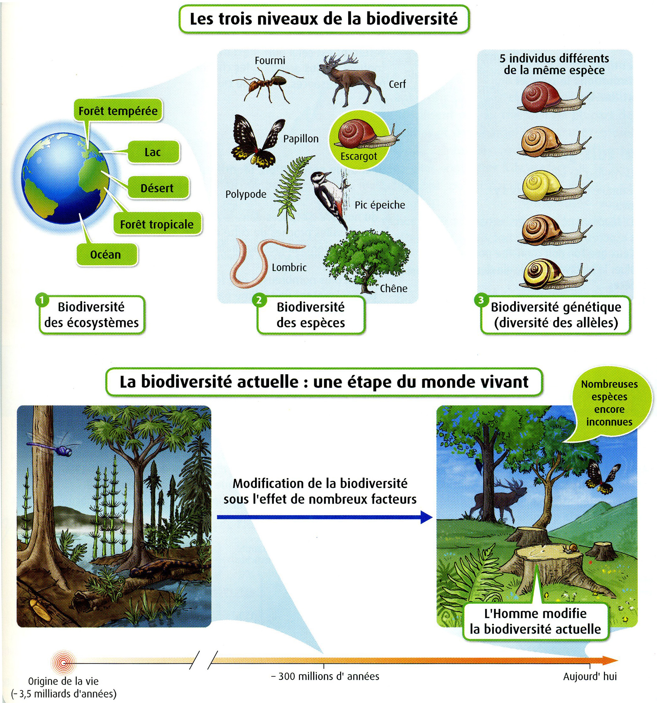 Biodiversité 3 niveaux