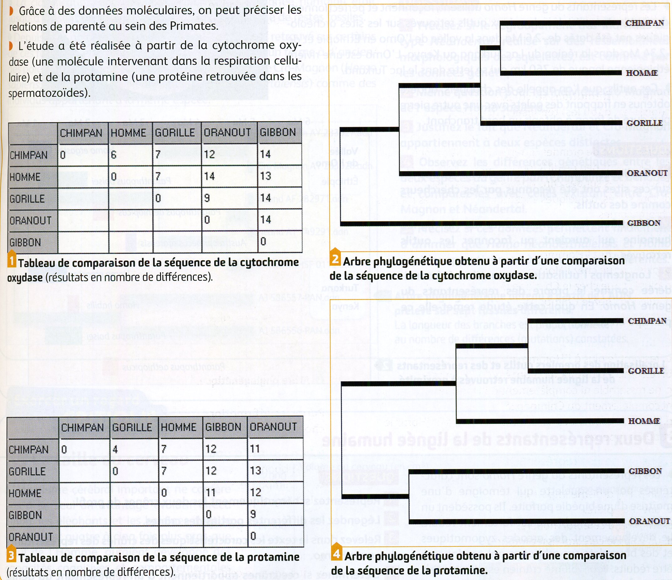 Phylogénie moléculaire