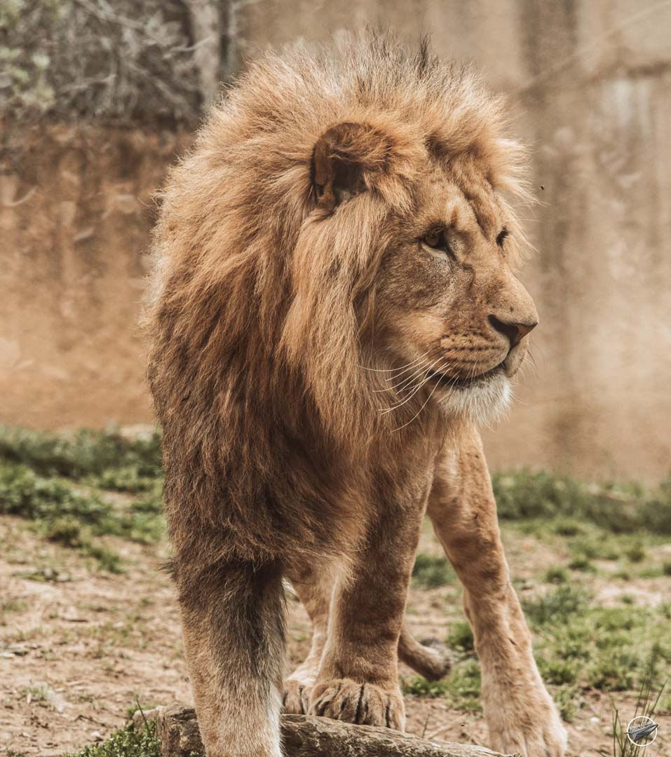 Lions (10)