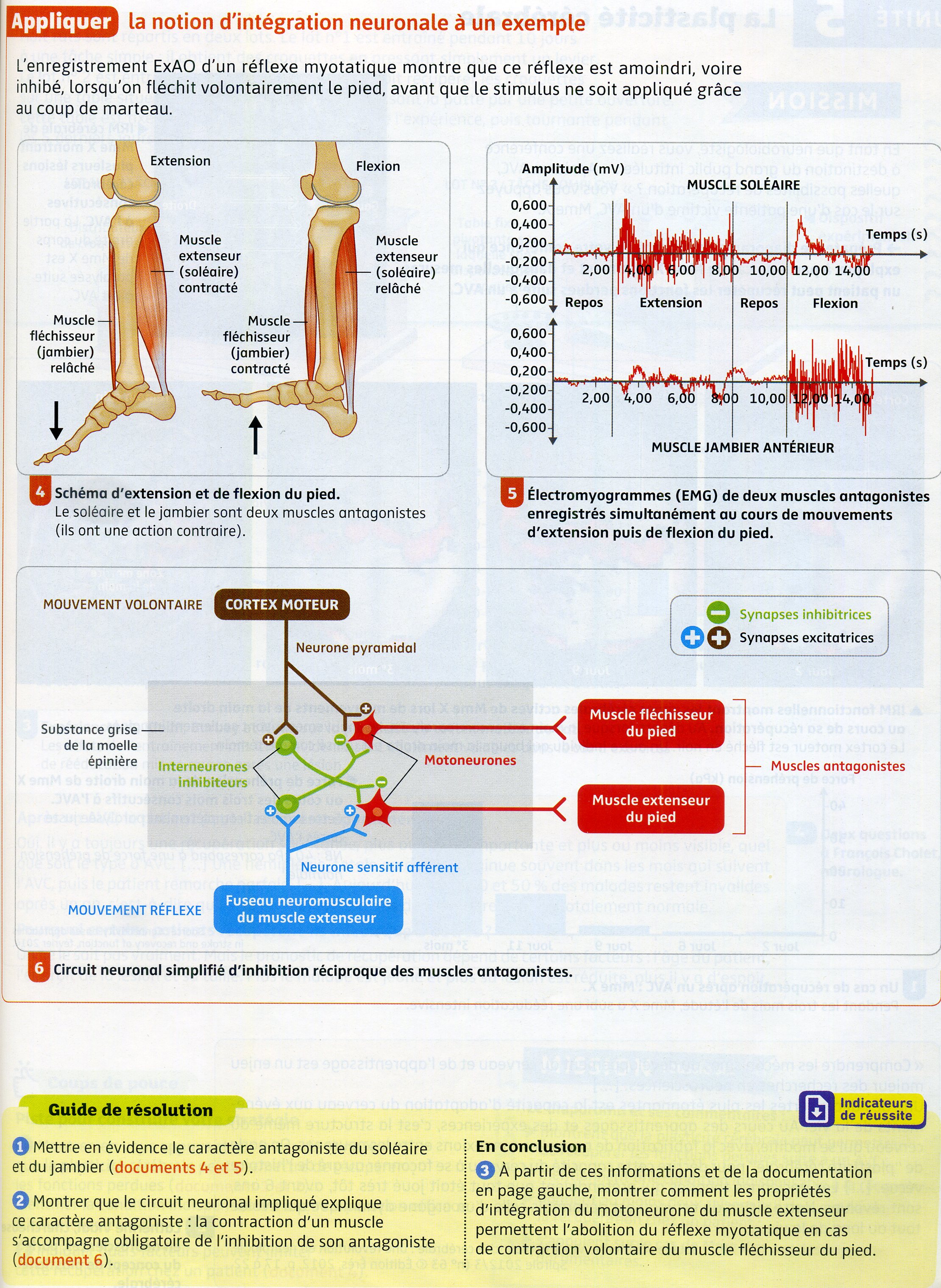 Activité 7 intégration neuronale (2)