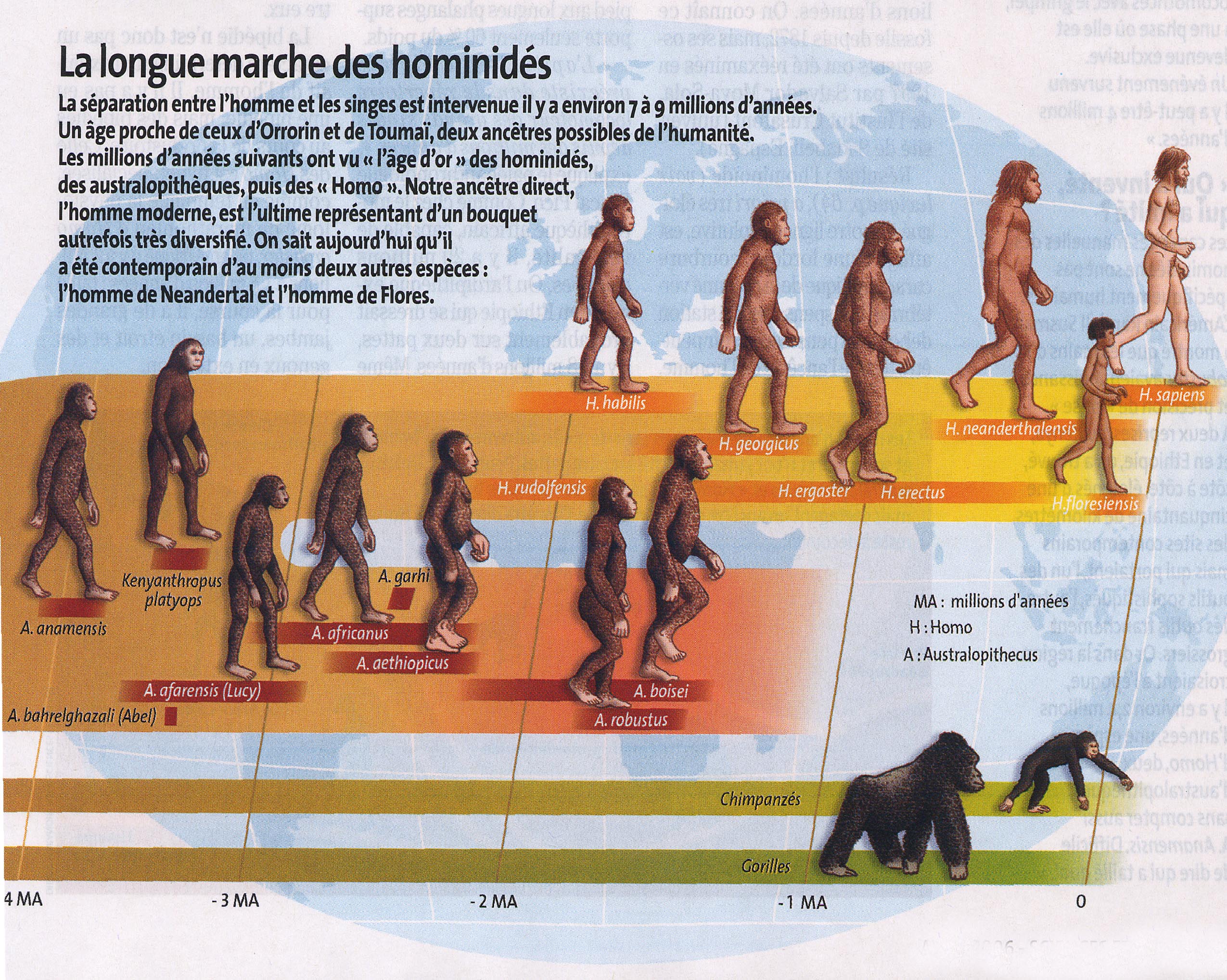 Hominidés évolution