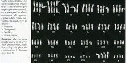 Comparaison caryotypes