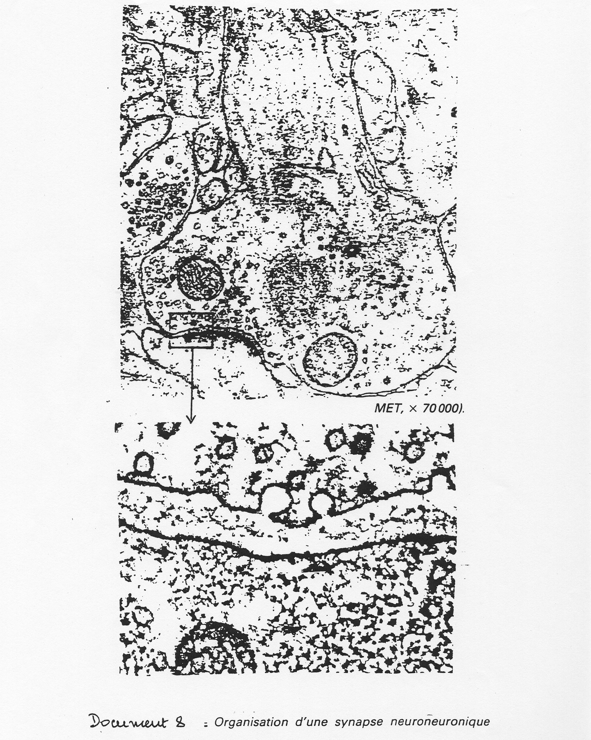 Synapse microscope