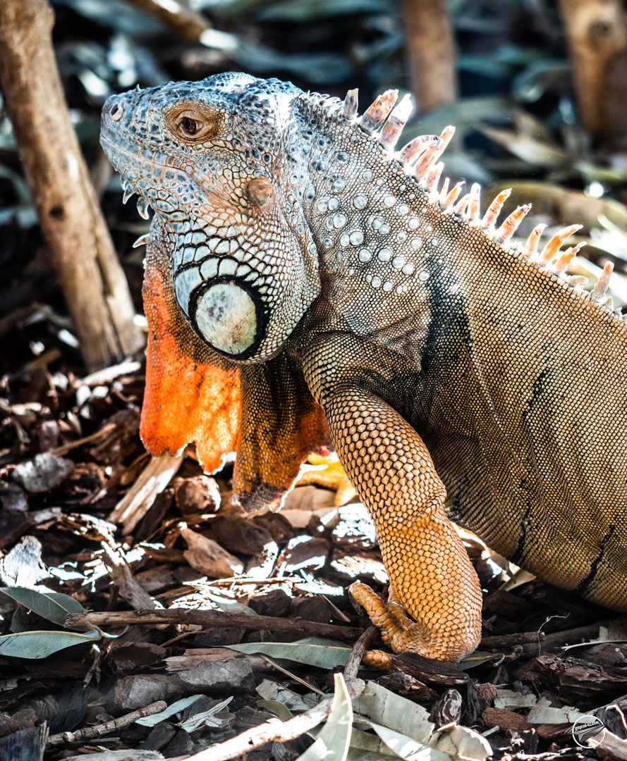 Iguane (1)