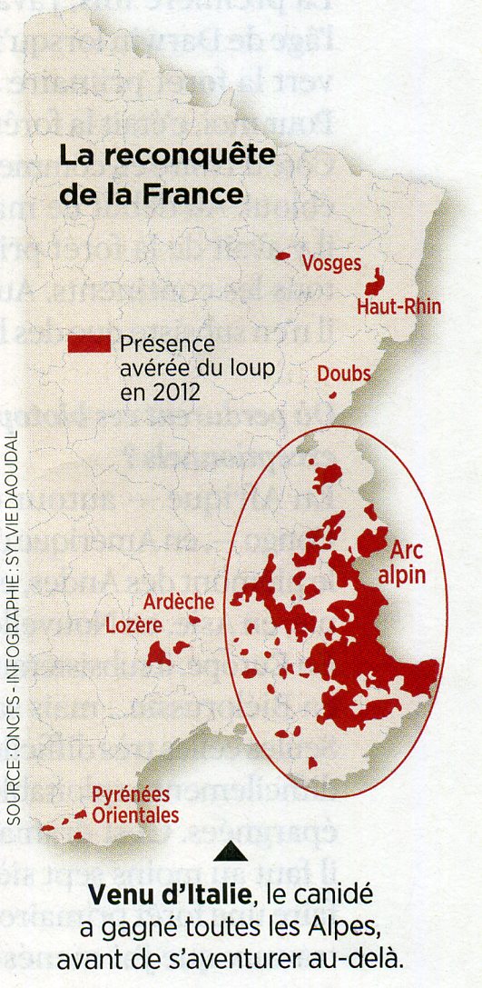 Le loup en France