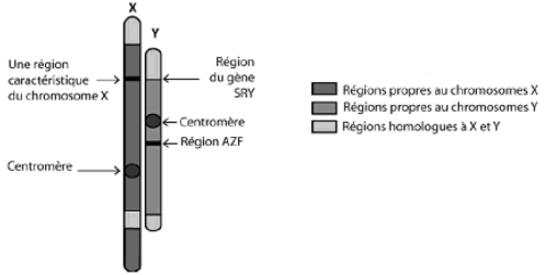Chromosomes X Y et SRY