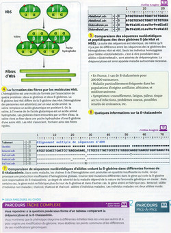Activité 1 Drépanocytose (2)
