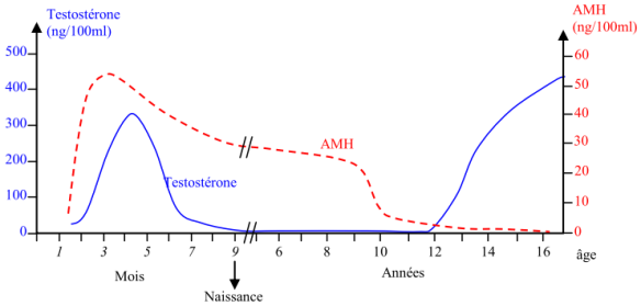Testosérone_et_AMH