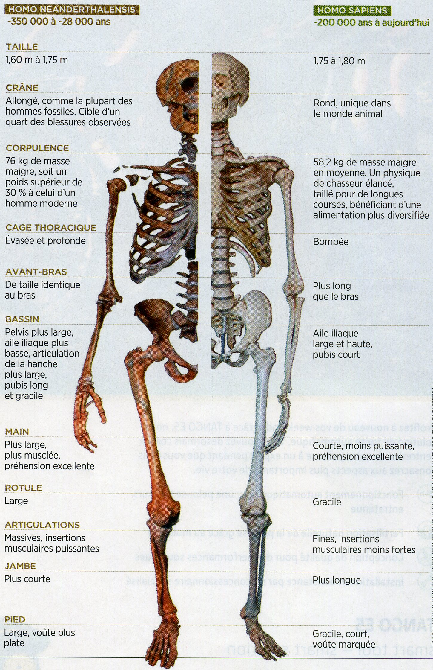 Néenderthal Homo sapiens anatomie