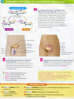 Activité 2 Sexe génétique (2)