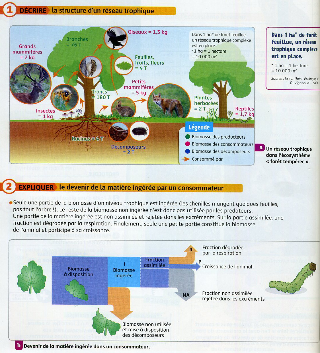 Transfert de biomasse