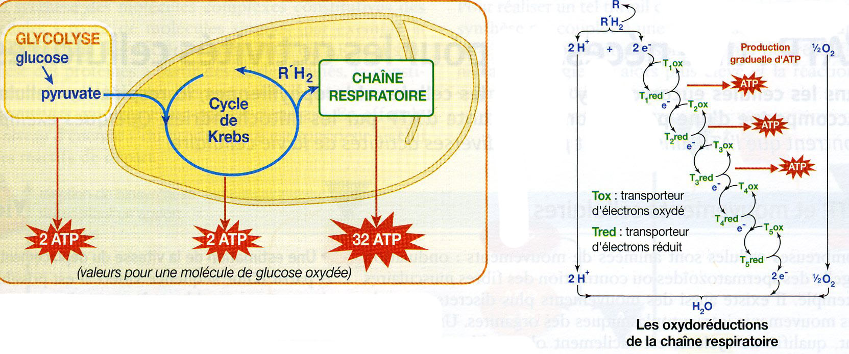 Mitochondrie oxydo réduction 2