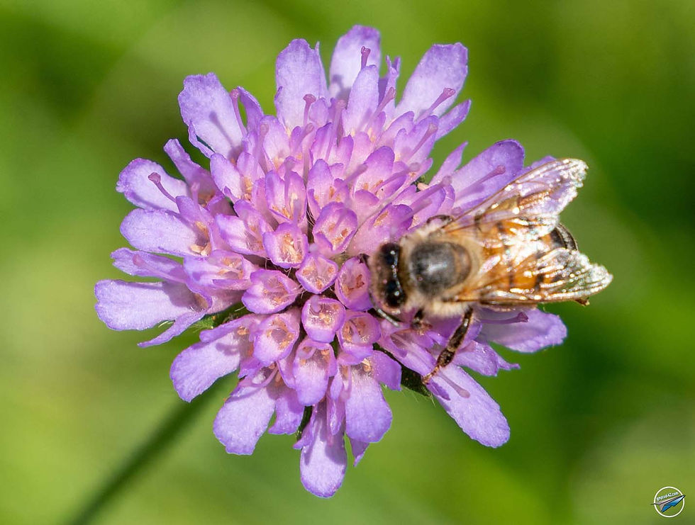 _DSC0679 abeille 4 logo