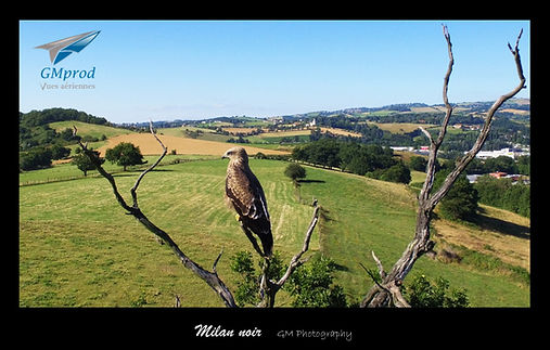 Milan noir, rapace, loire, Rhône-Alpes, Villars