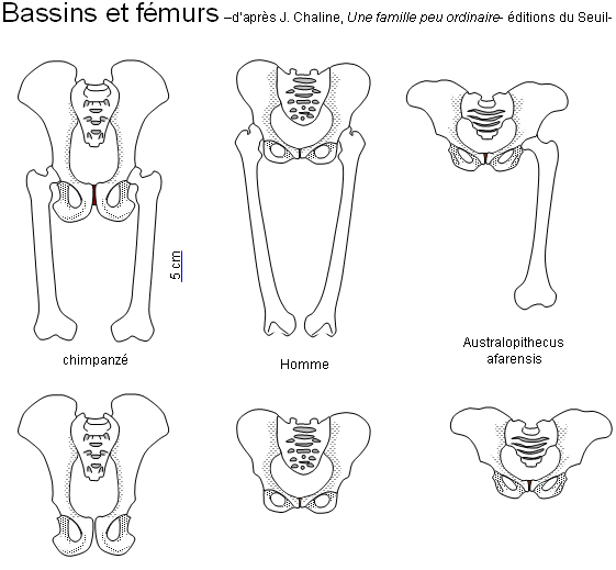 bassin_femur