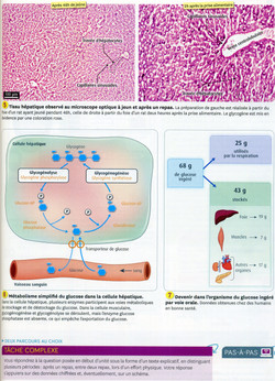 Activité 3 origine du glucose (2)