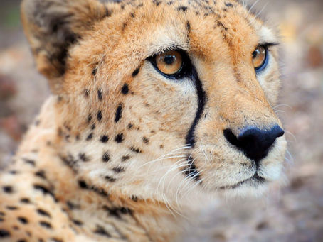 Cheetah Sync 1.0.2.0 Crack  [Win/Mac] (Updated 2022)
