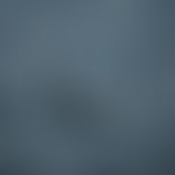 Orcinus Orca: Dolphin or Whale?