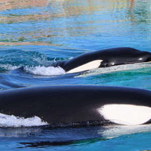 Marine Parks: Our Best Hope